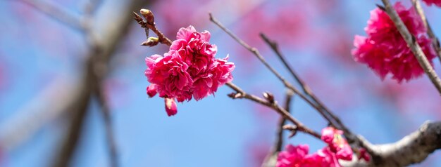 Photo beautiful yae sakura cherry blossom blooming in taiwan in springtime