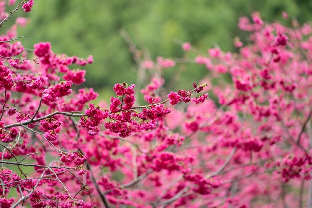 Photo beautiful yae sakura cherry blossom blooming in taiwan in springtime
