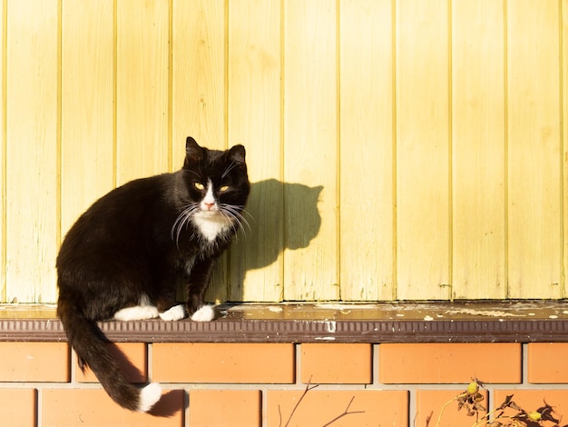 Beautiful yard cat basking in the sun