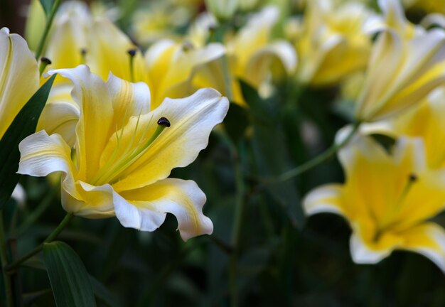 写真 庭の花の背景のコンセプトで美しい黄色と白のリリー花