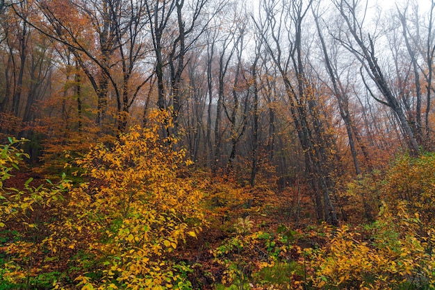 Bella foresta autunnale gialla