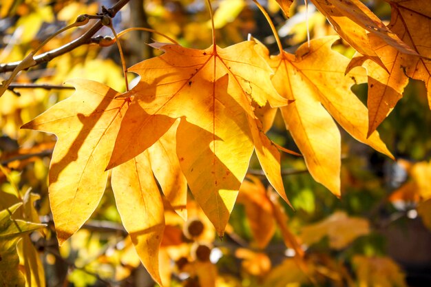 Beautiful yellow Autumn leaves close up view