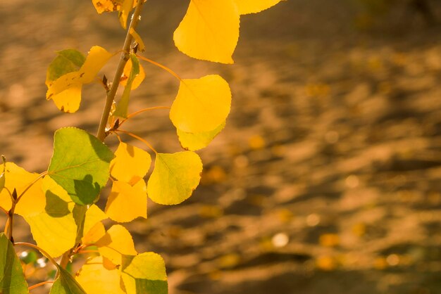 Фото Красивые желтые осенние листья на фоне ветки