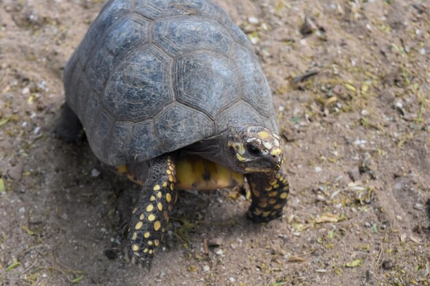 Beautiful yellow belly turtle walking on the desert sand