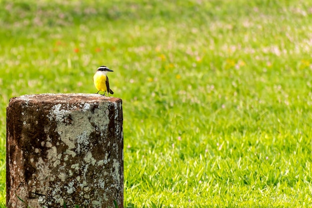 브라질 Great Kiskadee Pitangus sulphuratus의 들판에 있는 아름다운 노란 새