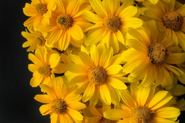 Beautiful yellow blooming flowers on black background.