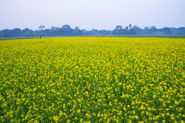 フィールドの自然の景観に美しい黄色咲く菜の花