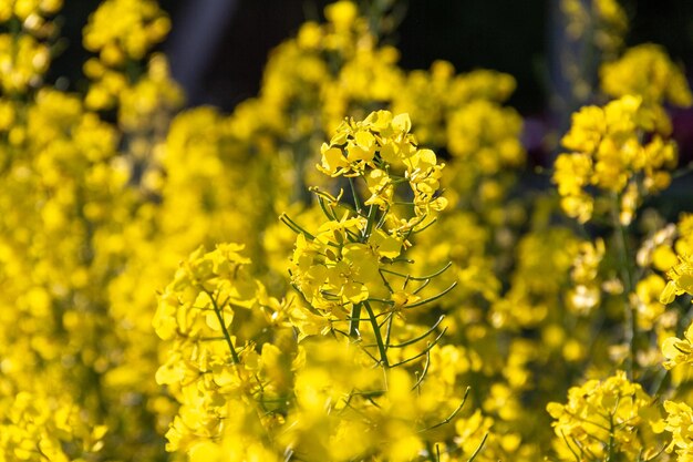 Beautiful yellow blooming rapeseed flowers close up