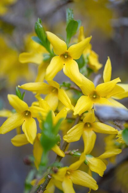 Photo beautiful yellow blossoms of forsythia bush in garden