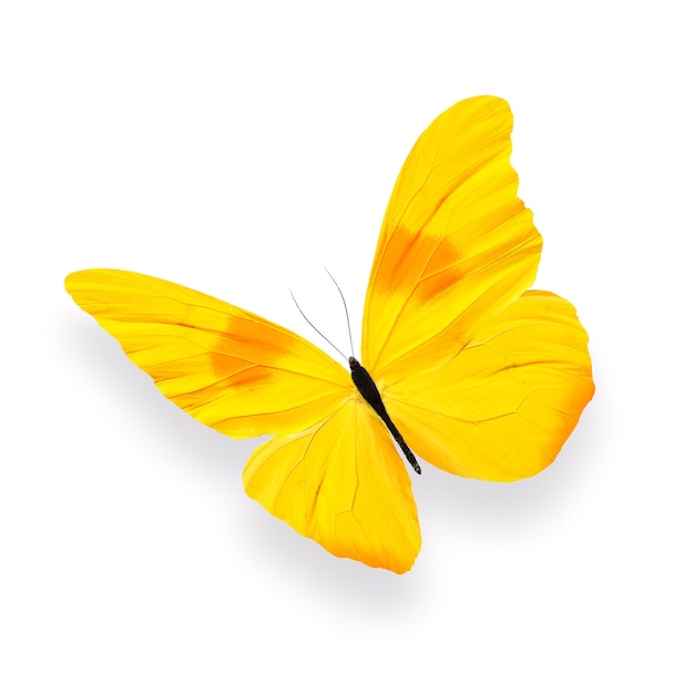 Beautiful yellow butterfly with shadow isolated on white background