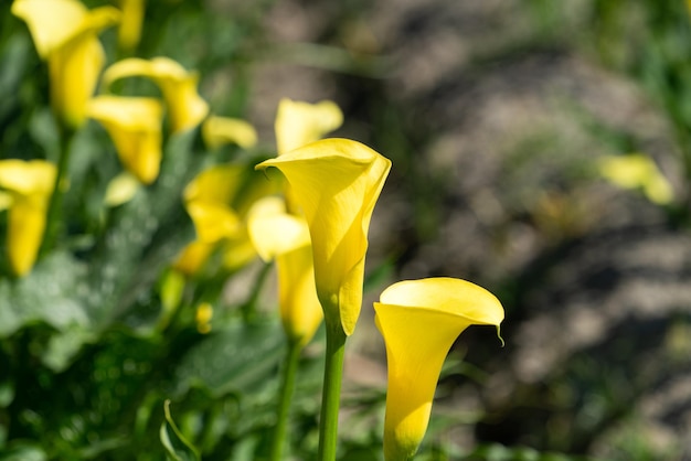 庭の美しい黄色のオランダカイウユリ