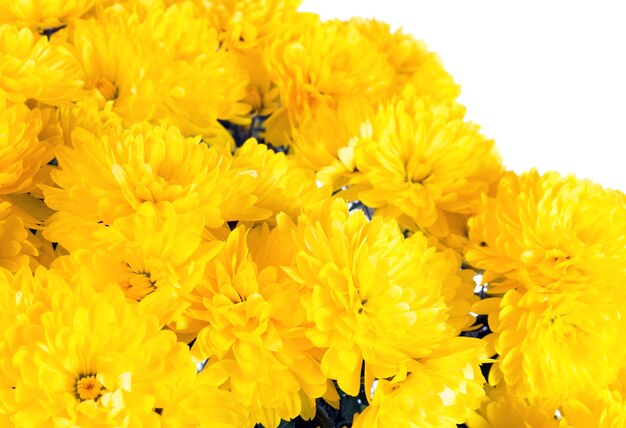 흰색에 고립 된 아름 다운 노란 국화 꽃 (가 생생한 배경)