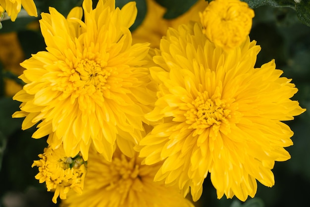 Beautiful yellow chrysanthemum flowers close up