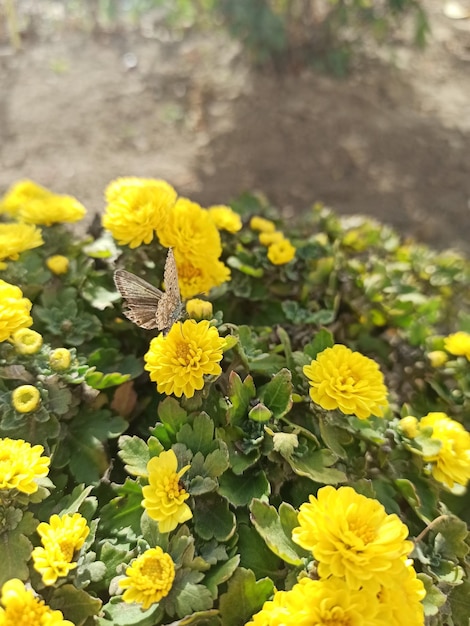 a beautiful yellow chrysanthemum grows in the garden and the beautiful flower