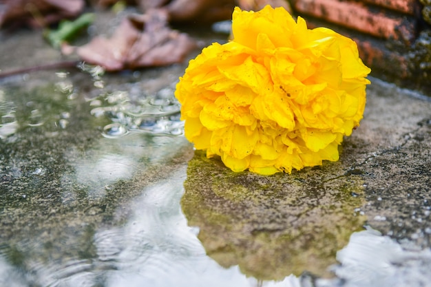 Beautiful Yellow Cochlospermum regium flower on ground.