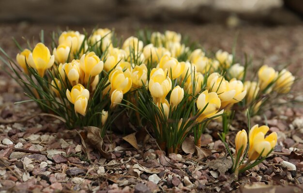 Beautiful yellow crocus flowers growing in garden