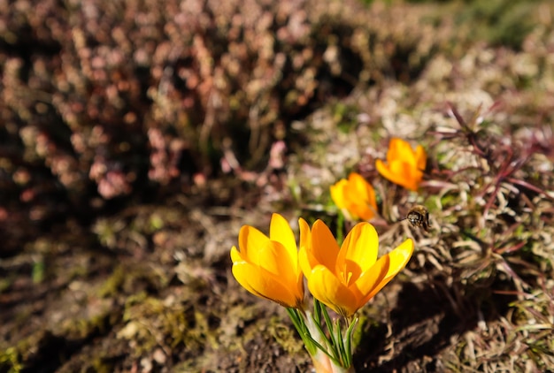 Beautiful yellow crocus flowers with flying bee in spring garden