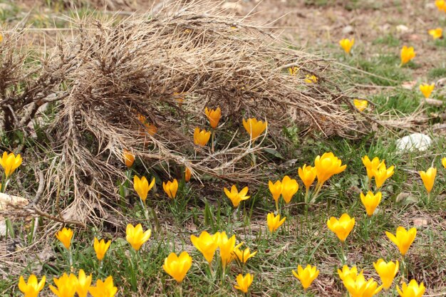 Beautiful yellow crocus flowers