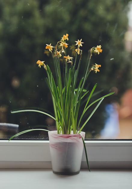 Beautiful Yellow daffodil flowers in pot on the windowsill.