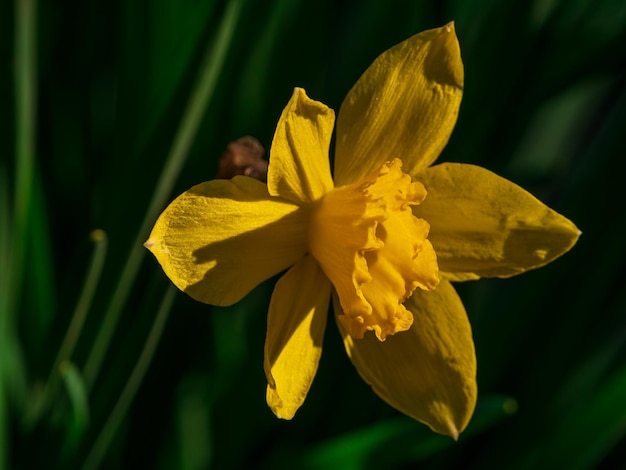 Beautiful yellow daffodil flowers with green leaves growing on flowerbed on blurred nature background