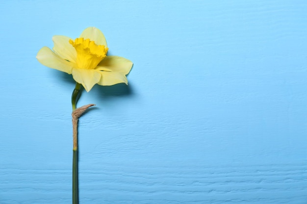 Beautiful yellow daffodil on light blue wooden table top view Space for text