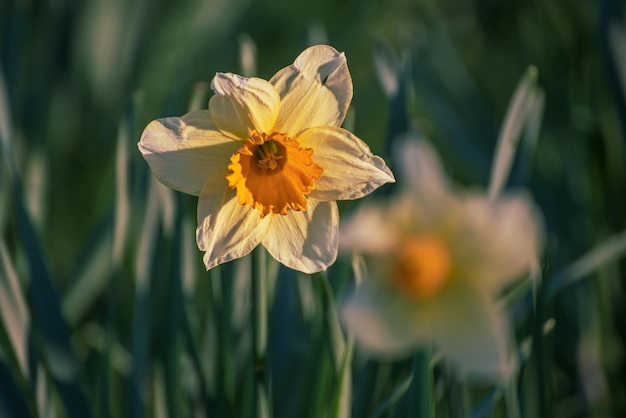 Beautiful yellow daffodils field in spring time