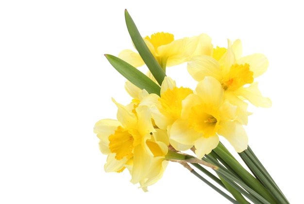 Beautiful yellow daffodils isolated on white