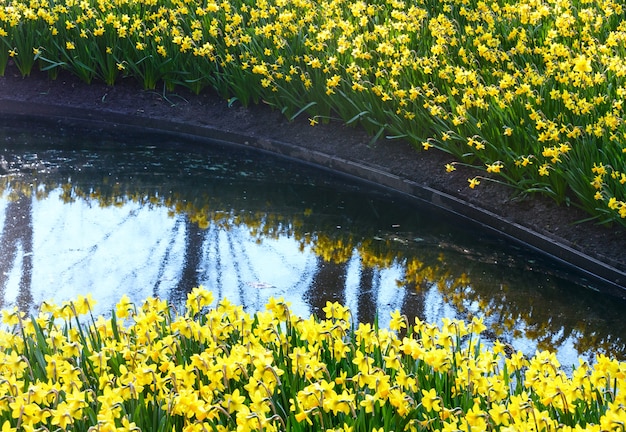 봄 시간에 아름다운 노란 수선화