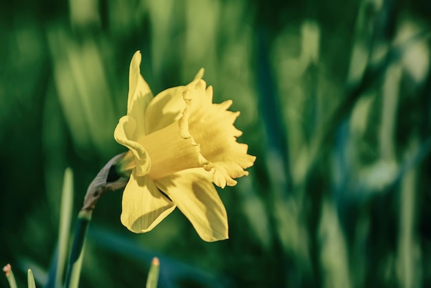 Beautiful yellow daffodils