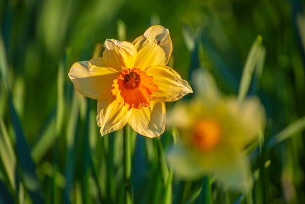 Beautiful yellow daffodils