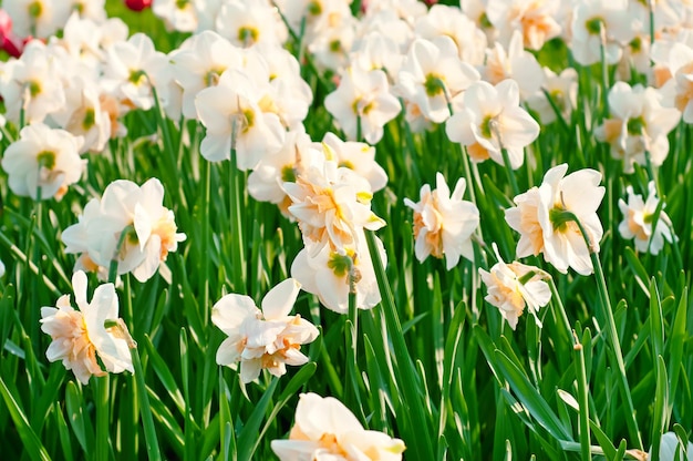 Beautiful yellow daffodils