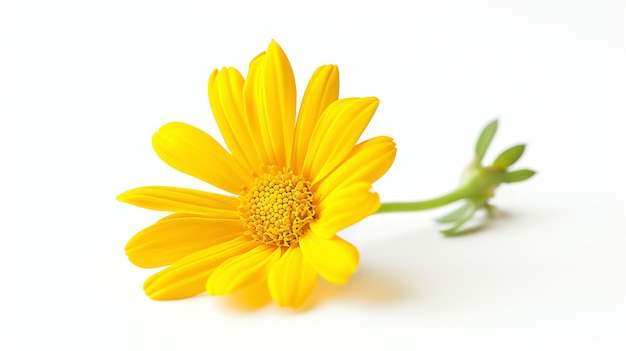 Beautiful yellow daisy flower isolated on white background The flower has a bright yellow color and a green stem