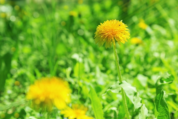 Beautiful yellow dandelion under rays of bright sun