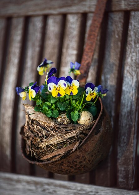 Beautiful yellow and dark blue horned pansy flowers in an easter nest with quail eggs