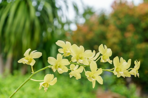 美しい黄色のDendrobium蘭の庭で