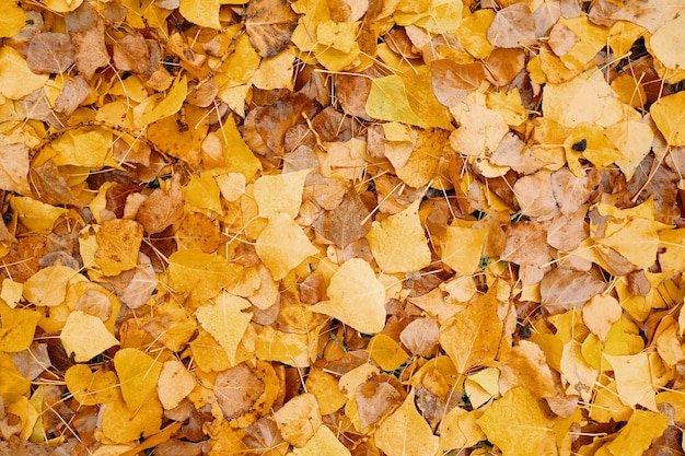 Beautiful yellow fall leaves background texture of autumn red and yellow dry leaves for postcards ad...