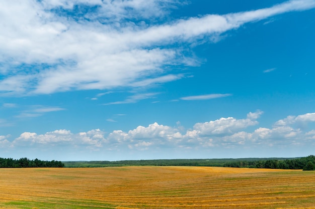 A beautiful yellow field against a blue sky Agroindustrial complex for the cultivation of cereals wheat legumes barley beans