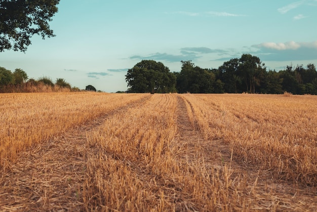 Beautiful yellow field and blue sky