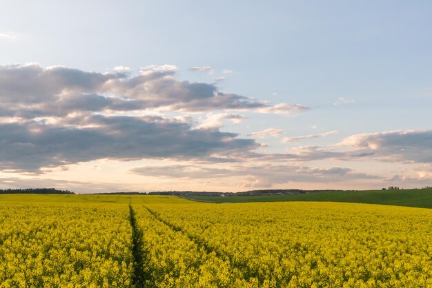 A beautiful yellow field with flowering rapeseed on the background of a blue sky and fluffy clouds Ecofriendly agriculture Traces of agricultural machinery in a field of rapeseed