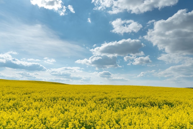 A beautiful yellow field with flowering rapeseed on the background of a blue sky and fluffy clouds Ecofriendly agriculture