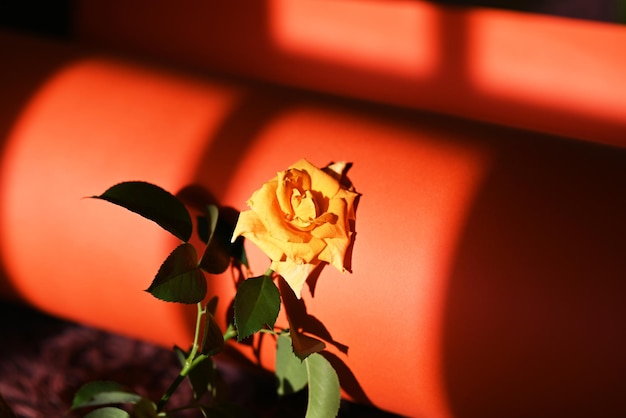 Beautiful yellow flower on color background with window shadow Austrian briar