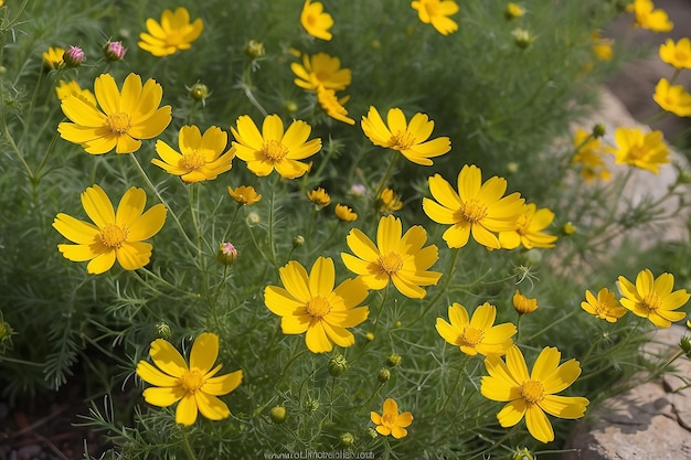 Photo beautiful yellow flower of cosmos or mexican aster cosmos sulphureus