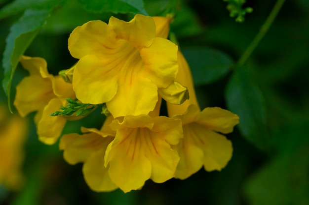 아름다운 노란색 꽃 신선한 테코마는 노란색 관형 부시 블루벨 엘더를 분쇄합니다