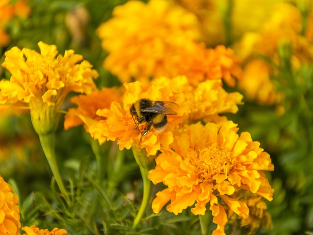 Beautiful yellow flower for the garden Marigold is orange Medicinal plant Decoration alley