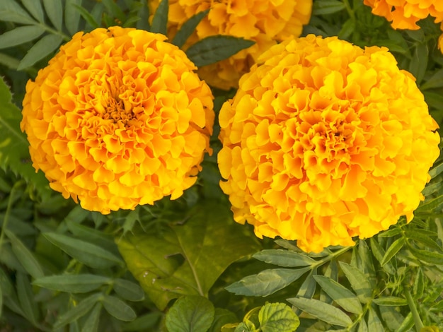 Beautiful yellow flower for the garden Marigold is orange Medicinal plant Decoration alley