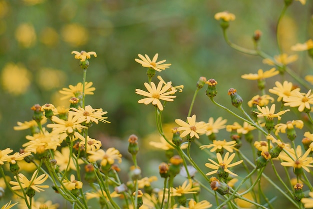 the beautiful yellow flower in the garden in the nature 