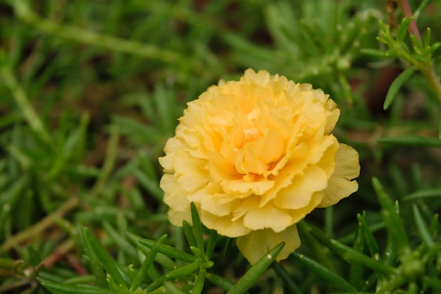 Beautiful yellow flower, Naturally beautiful flowers in the garden