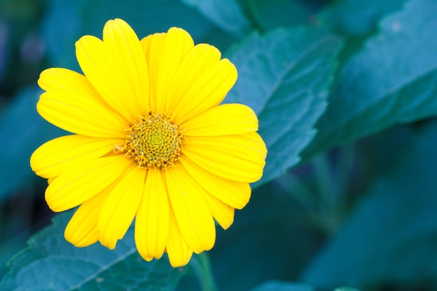 Bellissimo fiore giallo all'aperto con foglie verdi sfocate sullo sfondo.