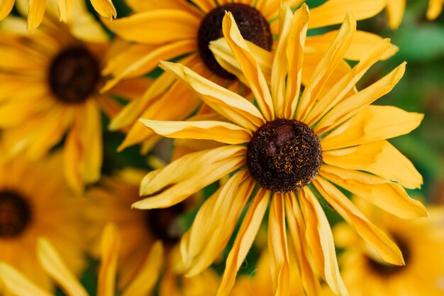 Beautiful yellow flower, sun flower