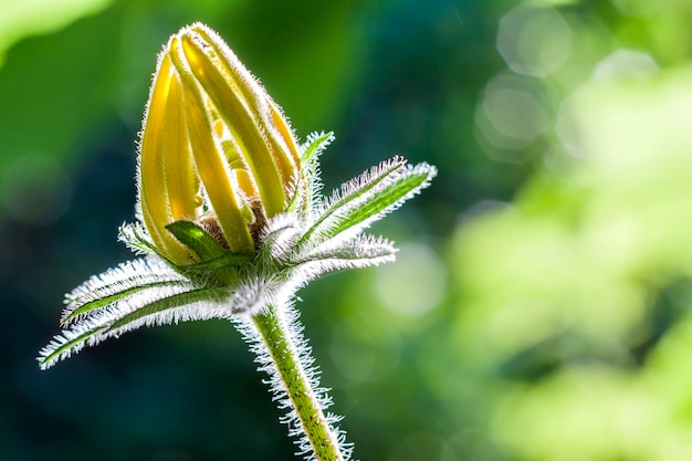 Foto bello fiore giallo alla luce del sole sulla natura vaga verde